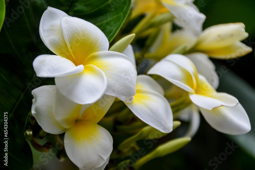 Exotic frangipani plumeria white and yellow flowers close up in the garden