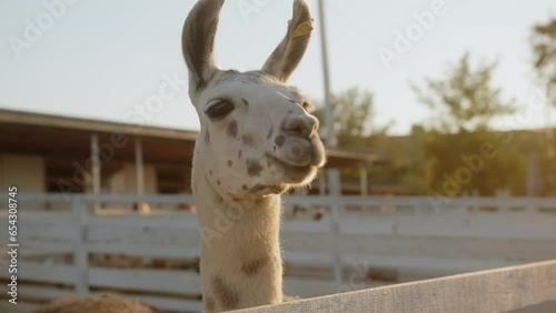 Close-up of an alpaca's face looking at the camera and chewing food. Petting zoo, alpaca and llama farm, animals in a pen.