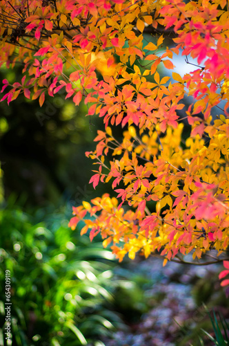 京都 秋の三室戸寺の庭園を彩るカラフルな紅葉