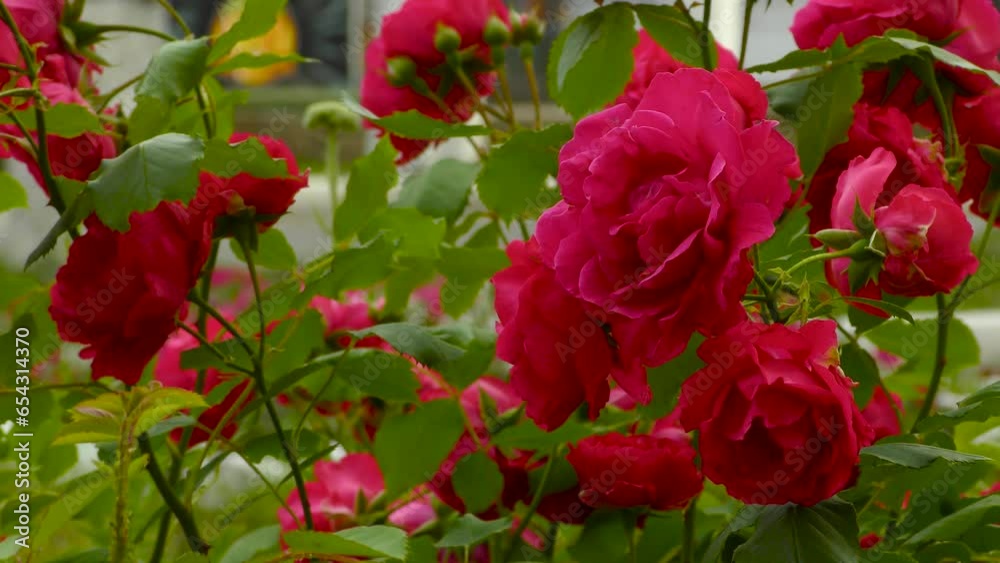 Bush of large red roses close-up. In the background is a small town street with pedestrians and cars. B roll Bush of large red roses close-up. In the background is a small town street with pedestrians and cars. B roll