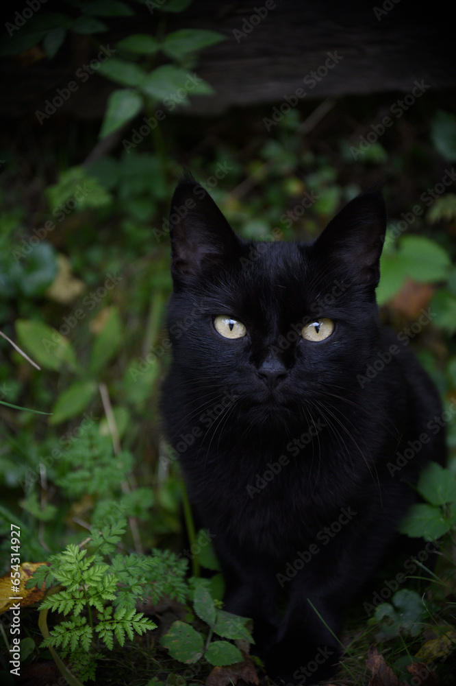 Black cat portrait an autumn park Black cat portrait an autumn park
