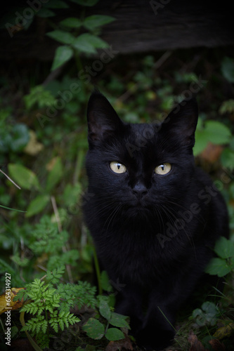 Black cat portrait an autumn park