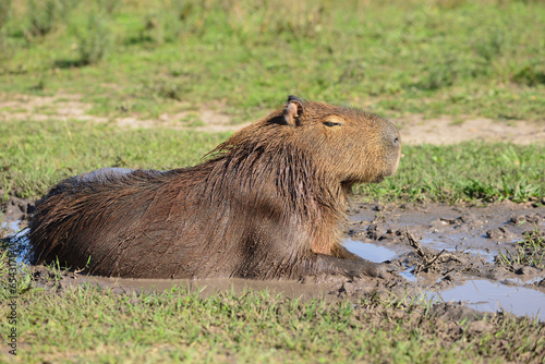 Nahaufnahme von einem Capybara das ein Schlammbad nimmt