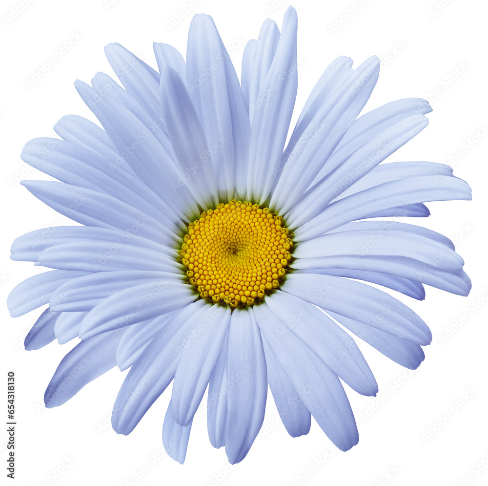 Chamomile   blue    flower isolated on  white  background. Close-up. For design.   Transparent background.  Nature.