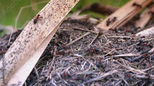 Wallpaper Mural Anthill Of Diligent And Attentive Ants, Macro View, Reduce Noise Torontodigital.ca