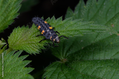 Une larve de la Coccinelle à sept points sur une feuille d'ortie (Coccinella septempunctata)