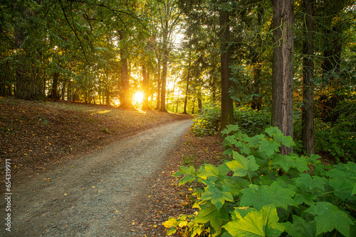 A path in the middle of a forest with coniferous and deciduous trees with a magical sunset shining through the branches.