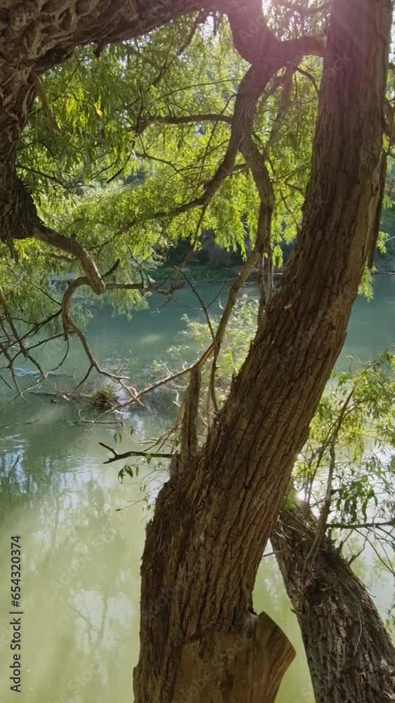 Wild nature view with willow trees growing above the water on the Prut riverbank Wild nature view with willow trees growing above the water on the Prut riverbank
