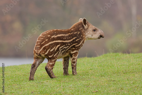 young tapir on a green glade