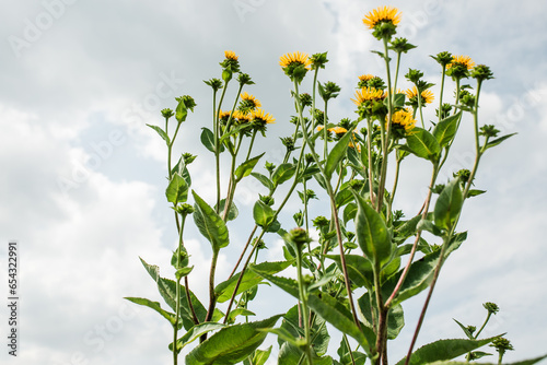 Inula helenium suppresses inflammation, stimulates sweat, bile and urination, soothes the nervous system, acts as an antiseptic. photo