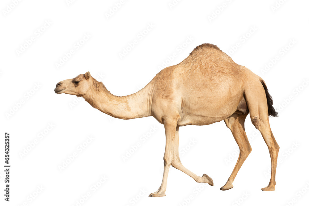 Arabian camel in motion against a clean white backdrop, desert animal of the Middle East - obrazy, fototapety, plakaty 