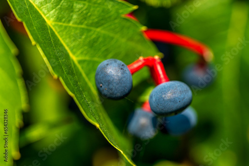 The fruits of a climbing ornamental plant called Vinoblue five-leafed seedlings are common on property fences in the city of Białystok in Podlasie, Poland.