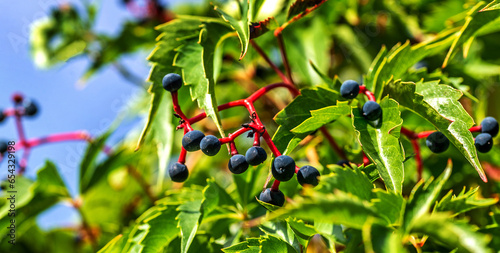 The fruits of a climbing ornamental plant called Vinoblue five-leafed seedlings are common on property fences in the city of Białystok in Podlasie, Poland.