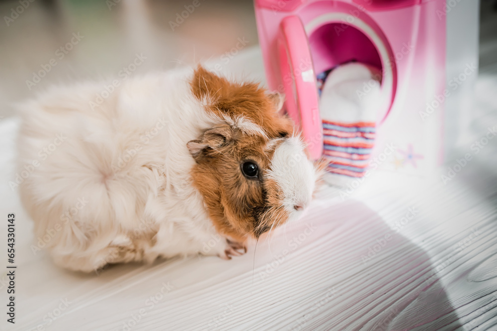 guinea pig washes dolls' clothes with pet hair detergent. Removing lint