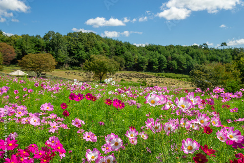 広島県世羅郡のコスモス畑 photo