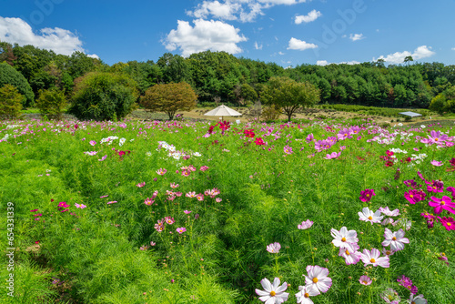 広島県世羅郡のコスモス畑