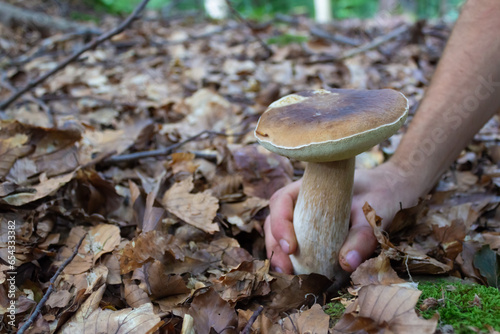 One man's hand grabbing a porcini mushroom in the forest. Big Boletus Edulis. The fungus is still on the floor and it is being collected. The ground is full of dry brown leaves.