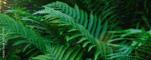 Beautyful ferns leaves green foliage natural floral fern background in sunlight.