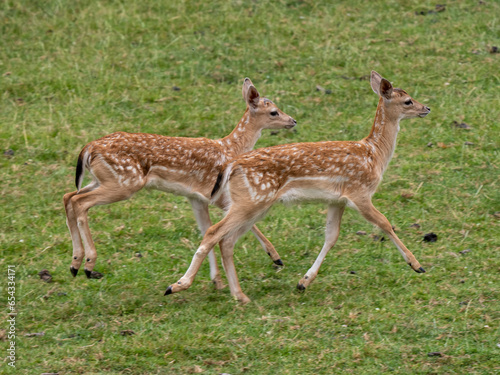 Two Young Fallow Deer Running © Stephan Morris 