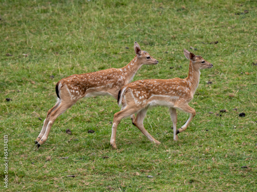 Two Young Fallow Deer Running