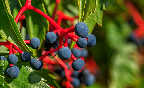 The fruits of a climbing ornamental plant called Vinoblue five-leafed seedlings are common on property fences in the city of Białystok in Podlasie, Poland.