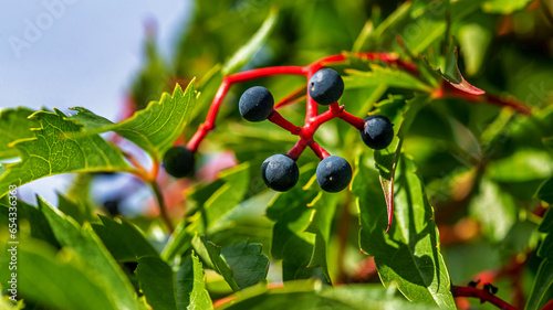 The fruits of a climbing ornamental plant called Vinoblue five-leafed seedlings are common on property fences in the city of Białystok in Podlasie, Poland.