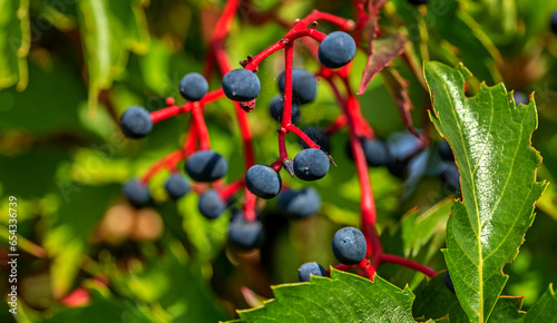 The fruits of a climbing ornamental plant called Vinoblue five-leafed seedlings are common on property fences in the city of Białystok in Podlasie, Poland.