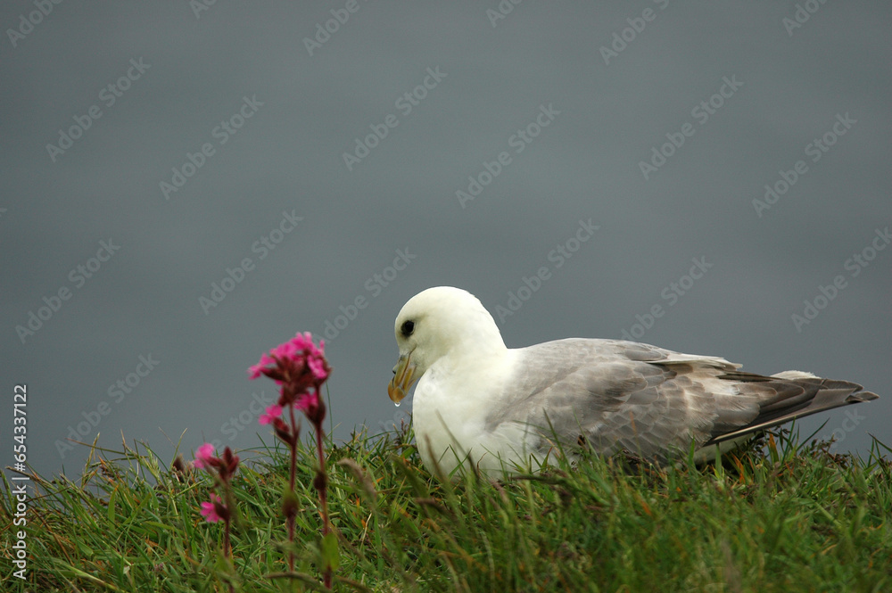 Fulmar boréal, Pétrel fulmar, .Fulmarus glacialis, Northern Fulmar Fulmar boréal, Pétrel fulmar, .Fulmarus glacialis, Northern Fulmar
