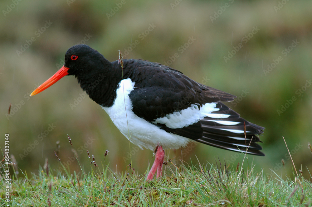 Huîtrier pie, .Haematopus ostralegus , Eurasian Oystercatcher Huîtrier pie, .Haematopus ostralegus , Eurasian Oystercatcher