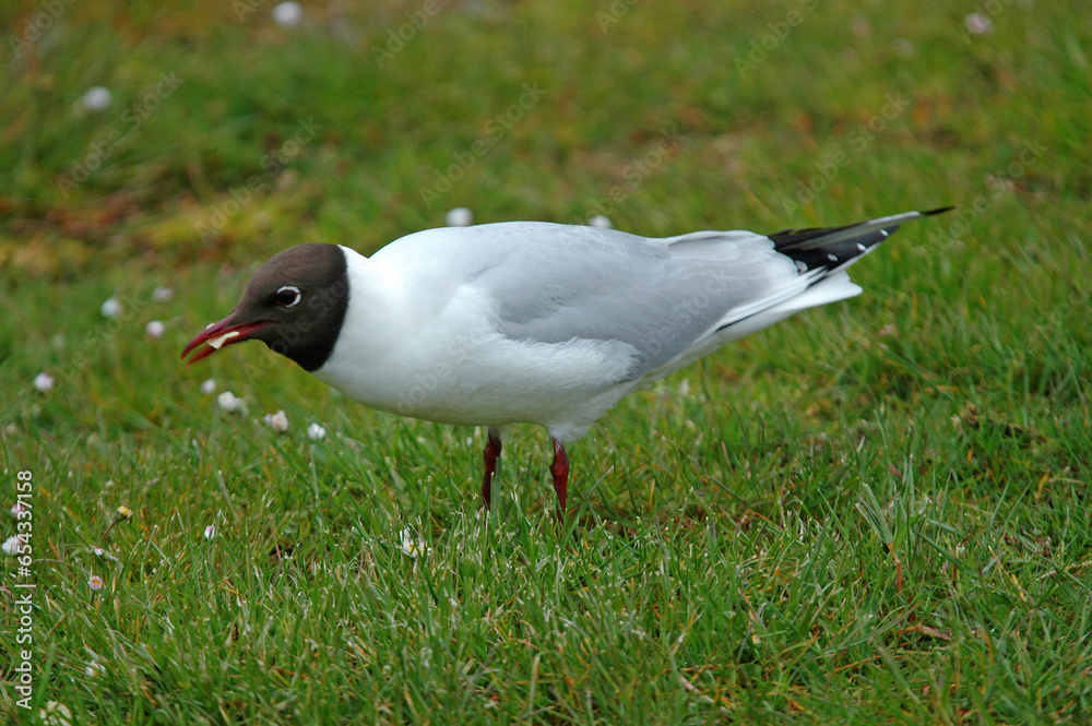Mouette rieuse,.Chroicocephalus ridibundus, Black headed Gull Mouette rieuse,.Chroicocephalus ridibundus, Black headed Gull