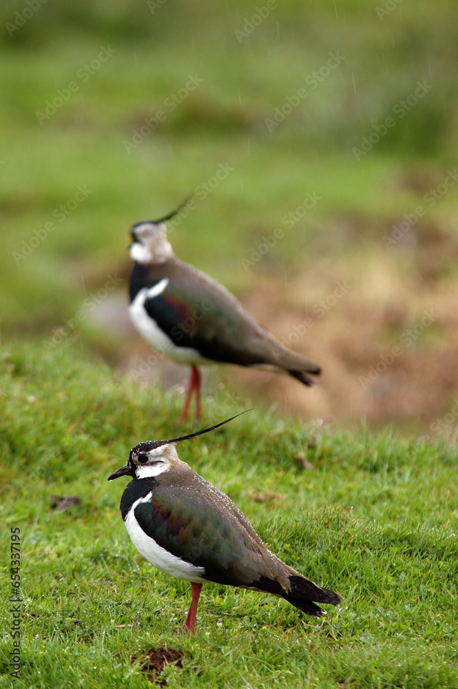Vanneau huppé,.Vanellus vanellus, Northern Lapwing Vanneau huppé,.Vanellus vanellus, Northern Lapwing