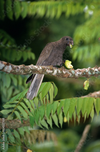 Pérroquet noir des Seychelles ,  Vasa des SeychellesSeychelles Black Parrot, Coracopsis nigra barklyi, Ile Praslin, Seychelles photo