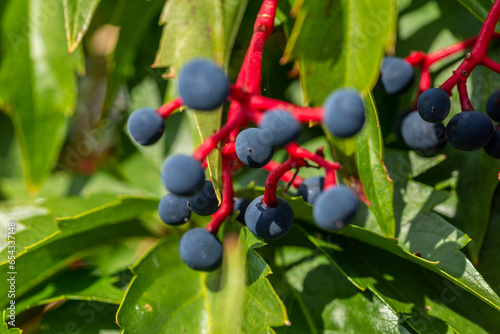 The fruits of a climbing ornamental plant called Vinoblue five-leafed seedlings are common on property fences in the city of Białystok in Podlasie, Poland.