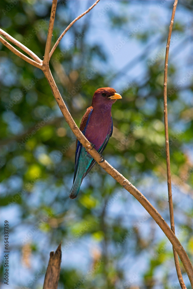 Rollier Malgache, Rolle violet,.Eurystomus glaucurus, Broad billed Roller, Madagascar Rollier Malgache, Rolle violet,.Eurystomus glaucurus, Broad billed Roller, Madagascar