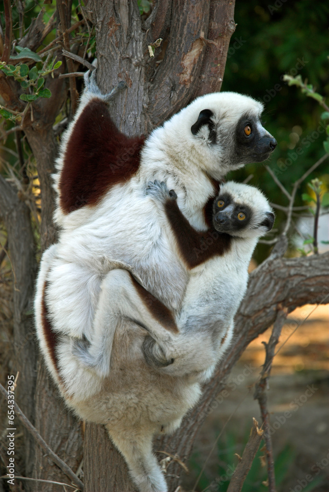 Obraz premium Lémurien, Propithéque de Coquerel, femelle et jeune, Propithecus coquerili, Madagascar