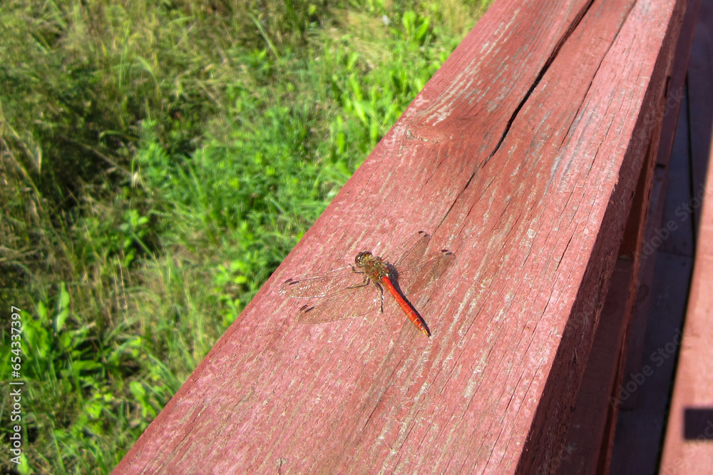 Red dragonfly on a wooden surface on a sunny day. Red dragonfly on a wooden surface on a sunny day.