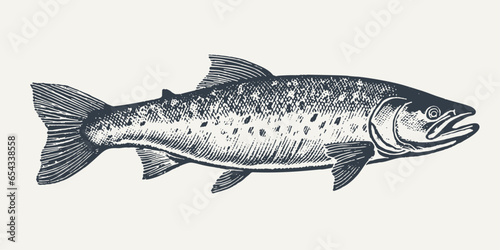 Salmon. Vintage woodcut engraving style vector illustration.