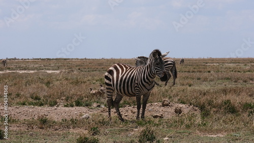 wild zebra in africa savannah