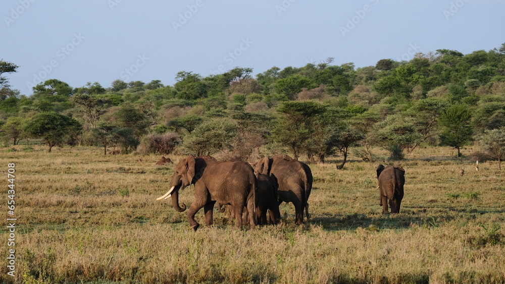 wild elephants in africa savannah