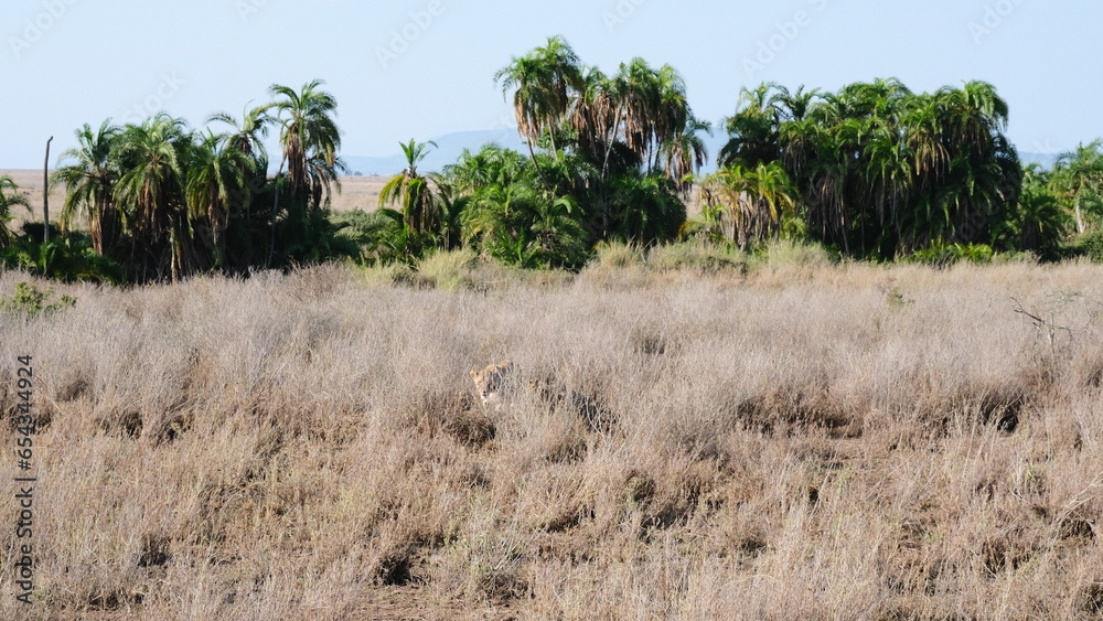 wild lion in africa savannah