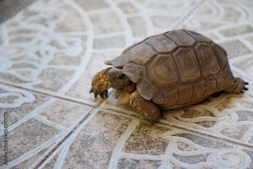 Turtle of the Chelonoidis chilensis walking on a ceramic floor in the patio of a house. Brown Argentine tortoise. Chelonian reptile. Animal with shell. photo