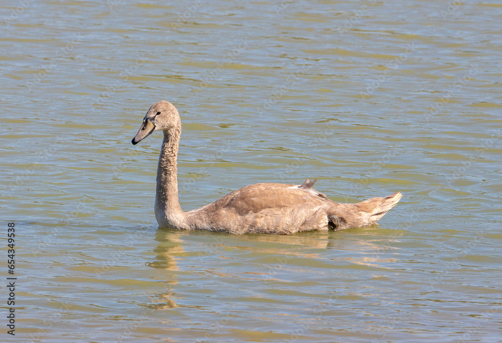 A close-up with a juvenile white swan on the lake