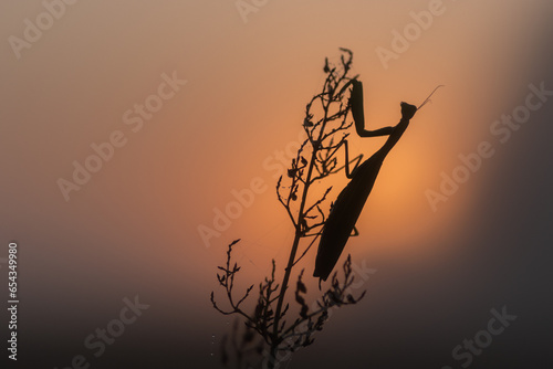 modliszka (Mantodea) © R.Jaszczynski