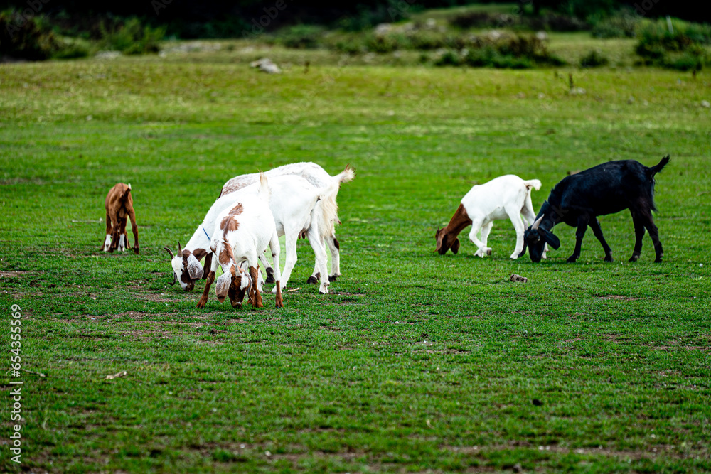 Goats in a meadow of a goat farm. Open Field. Goats in a meadow of a goat farm. Open Field.