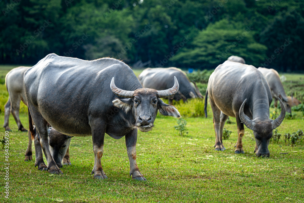 Water buffalos (Thai domestic animal) eating plants in the green meadow, Thailand. Water buffalos (Thai domestic animal) eating plants in the green meadow, Thailand.