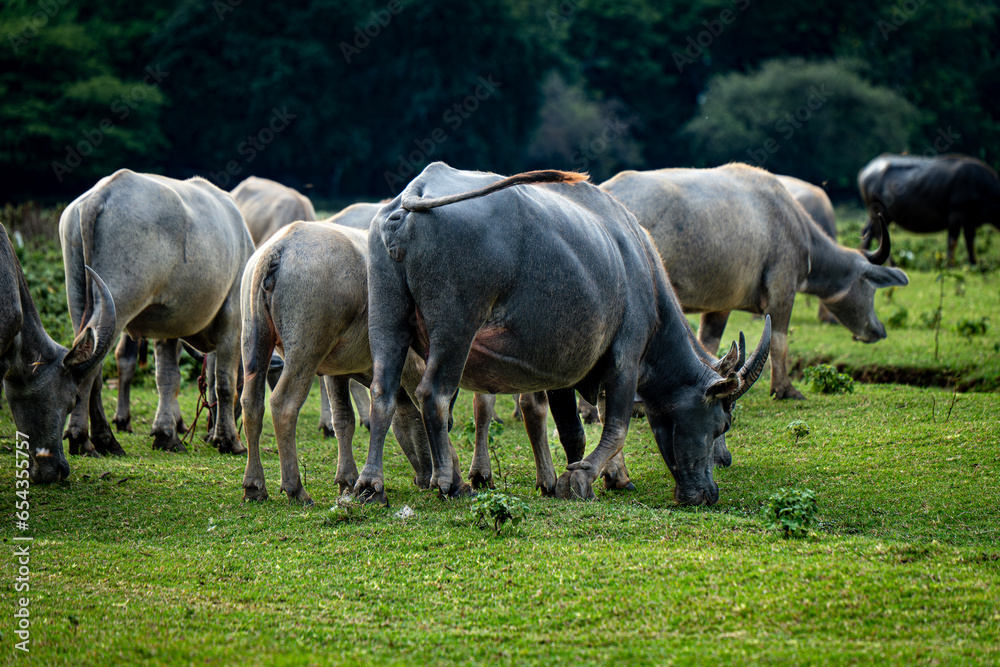 Herd of water buffalo (Thai domestic animal) in a green meadow field, Thailand. Herd of water buffalo (Thai domestic animal) in a green meadow field, Thailand.