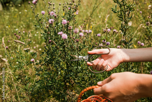 Herbalist's hand with vintage scissors collects grass for abundant clinically useful drugs Canadian thistle, lettuce from hell thistle, California thistle,  photo