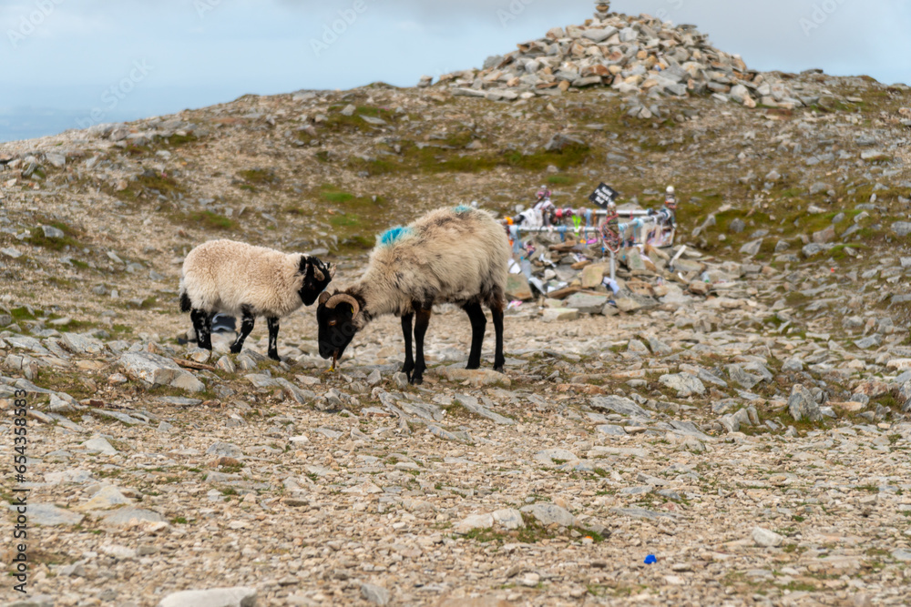 Naklejka premium Grazing sheep in foreground. View from Croagh Patrick - important site of pilgrimage in County Mayo, Ireland