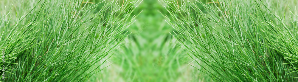 stems quisetum arvense, field horsetail or common horsetail in a meadow in summer among medicinal herbs in an ecologically clean region stems quisetum arvense, field horsetail or common horsetail in a meadow in summer among medicinal herbs in an ecologically clean region
