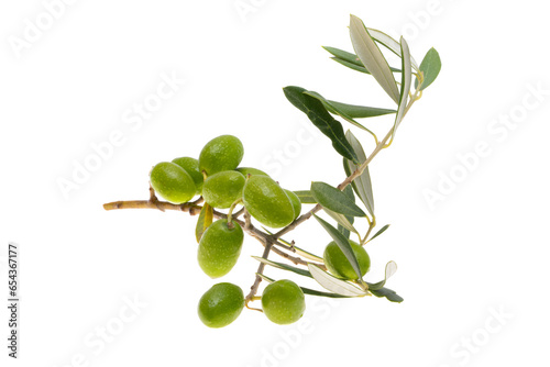 Wallpaper Mural branch with green olives isolated Torontodigital.ca